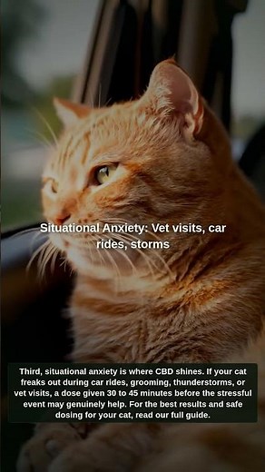 CBD for Anxious Cats: Does It Really Work?