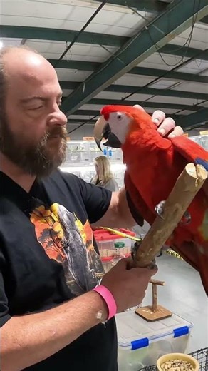 Do You Think Tito Would Like Me to Get Him a Scarlet Macaw Friend? 🦜🔥