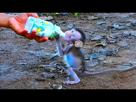 Little monkey gets its head stuck in a papaya fruit. Brother helps remove it.