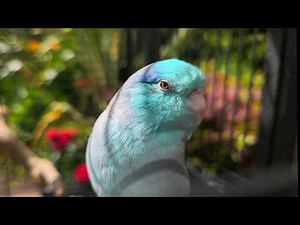 SPRING BABY BIRDS SOUNDS 🐦 PARROT TV 🦜🌺 PARROTLET BIRD SOUNDS 🌴 NATURE