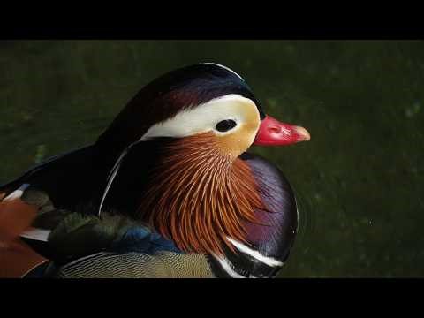 Mandarin Ducks in China - December 2024