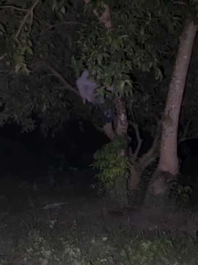 Exploring the Haunted Tree: A Spooky Encounter