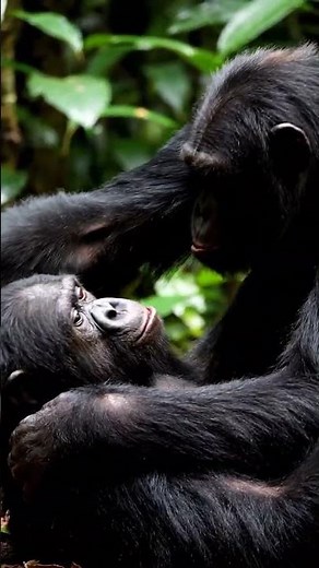 The male and female monkeys are mating. #monkey #monkeysr #babyanimal #animals