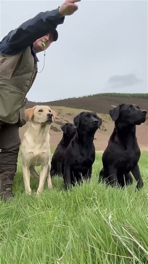 The Ultimate Hunting Machine: Labrador's Insane Speed #shorts #viral #funny
