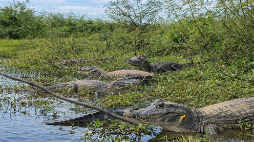 I caught a family of crocodiles close-up in a peaceful moment
