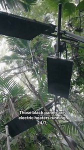 2.5K views · 25 reactions | Dr. Tana Wood, an ecologist with the U.S. Forest Service, is running experiments to see what might happen to forests if temperatures rise by seven degrees Fahrenheit, the worst-case scenario by the end of the century. Among the impacts, it appears forests could lose some of their ability to absorb carbon, which contributes to rising temperatures. | CBS Evening News | Facebook