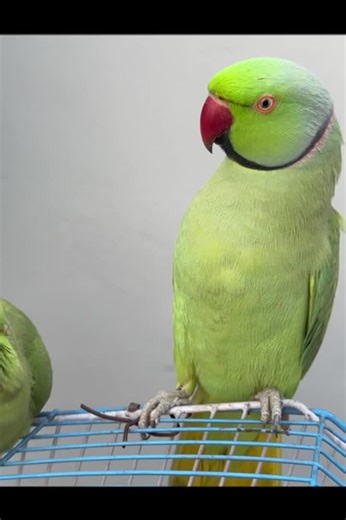 Talking Parrot Showcase: Amazing Bird Behavior