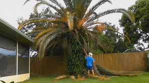 Enjoy the ASMR from the pole saw as I trim this Canary Island Date Palm Tree into the classic SpongeBob pineaplle house style. This is me in this video and I filmed it. #Amazing #asmr #satisfying #trimming #makeover | Something 2LookAt