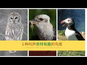 这些鸟的叫声太搞笑—盘点5种叫声奇特有趣的鸟类 5 funniest birds calls in the world