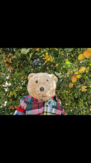 Making spiced crab apple jelly | Horace the Alresford Bear