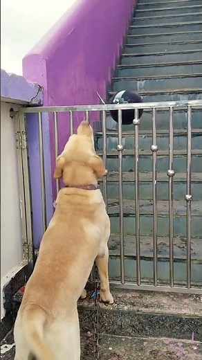 Dog barking 🐕💚#barking sound #labrador lover #part 200