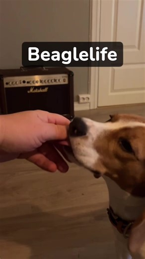 The love ❤️🐾❤️ #fyp #beagle #beaglelove #beaglelife #dog