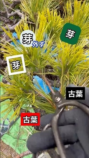 簡単【一枝１５秒】松の分かりやすい剪定の仕方#マツ#庭師