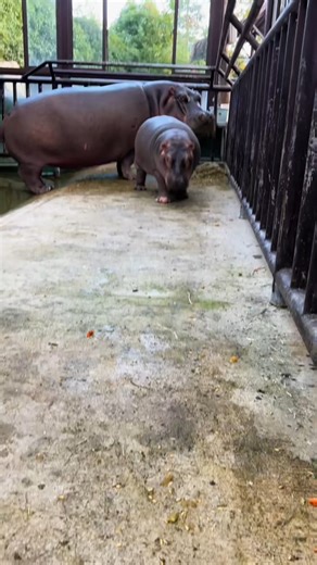 #HippoLove #HippoFacts #WildlifeWednesday #HippoLife #AnimalKingdom #NatureLovers #Conservation #WildlifePhotography | Hippo Life