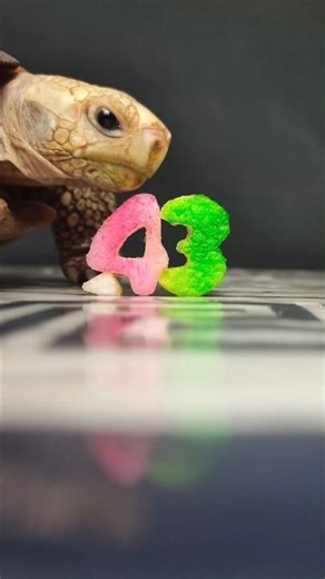 Satisfying ASMR: Tortoise Eating a Fruit Number 43 🐢