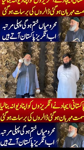 53K views · 694 reactions | Most profitable garlic HG1 farming Business #reels #viral #shorts | Sada Sohna Des Punjab | Facebook