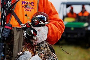 When does the pheasant hunting season open in Iowa? Pheasant population at 20-year high