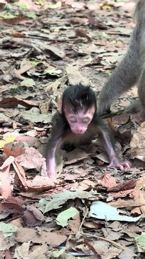 វីដេអូ​របស់ Babies Monkey (@babiesmonkey49) ជាមួយ original sound - Babies Monkey