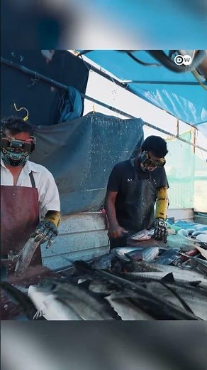 The ocean is becoming empty of fish [Overfishing killing ocean eco system]