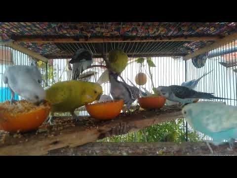 🍎 How to Feed Fruits Safely — Easy Budgie Trick 💚