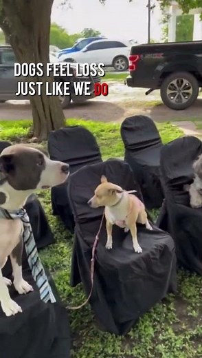 Dog Cries at Best Friend’s Backyard Funeral 💔 | Heartbreaking Pet Moment Caught on Camera #doggrief