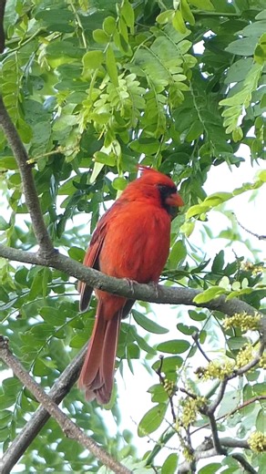 Northern Cardinal scratches an itch with Indigo Bunting background sounds #cardinal #cardinals #redbird #birdsoftiktok #bird