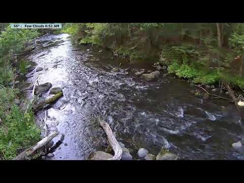 🌿 Live 24/7 McCauslin Brook cam 🔴 Serene flowing water | Nicolet National Forest.