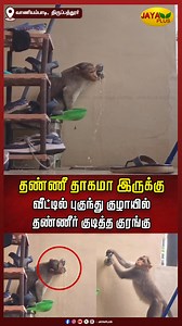 10K views · 117 reactions | தண்ணீ தாகமா இருக்கு வீட்டில் புகுந்து குழாயில் தண்ணீர் குடித்த குரங்கு #Tirupathur #Monkey #Water #JayaPlus | Jaya Plus | Facebook