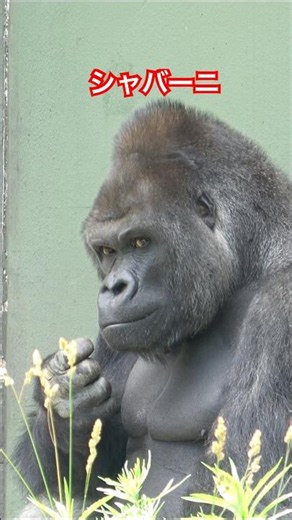 Shabani,handsome gorilla【東山動物園ゴリラ】