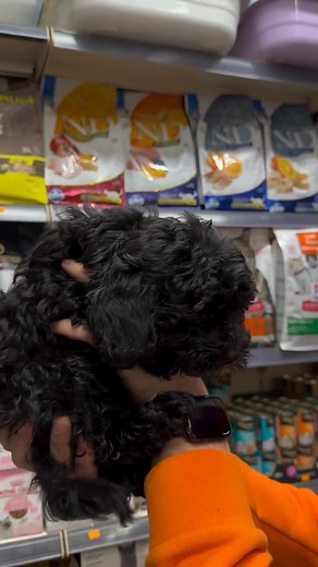 How beautiful is this video..! | Black Cockapoo Lovers