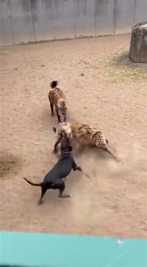 He Refused to Back Down! 🛑 Dog Defends Home from Predator.