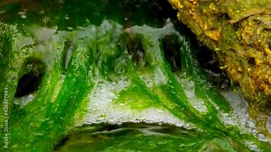 Green Algae (Enteromorpha, Ulva) grows in a small waterfall with salt water, Tiligul estuary, Ukraine