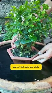 3K reactions · 565 shares | Water your plant tips #gardening #plantlovers #plantsofinstagram #plantlife #homegarden #plantbased #urbangardening #greenthumb | Amber Lynn Sysel-Lodge | Facebook