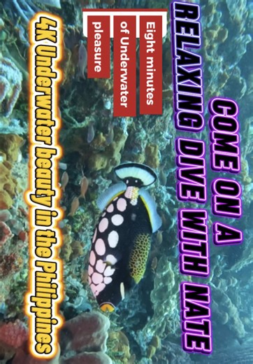 South Pacific Lionfish Dive: Identifying Native Species