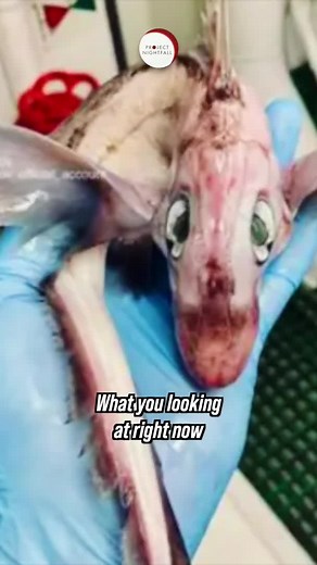 Mysterious Sea Creature Caught on Camera | Ghost Shark or Baby Dragon?