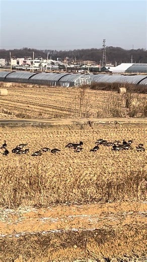 Earth2 Korean daily life 7 (Winter migratory birds resting in the rice fields of Paju city)
