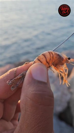 244K views · 1.6K reactions | A clean and simple demonstration of how to rig your hook using shrimp bait. Watch the technique step-by-step and learn how to secure the shrimp for the best results on your next fishing trip! 戀 #fblifestyle | Anouar peche vlog | Facebook
