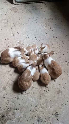 تربية الأرانب على الأرض ببساطه وبدون تعقيد #bunny #rabbit #animals