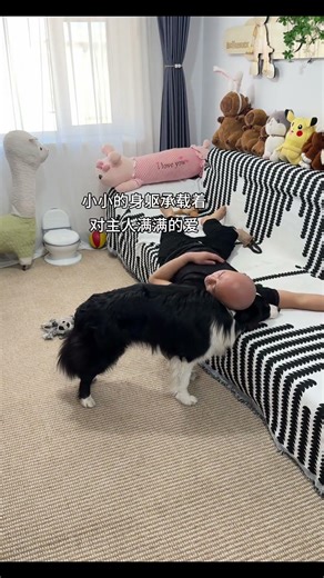 The Truth Behind Keeping Border Collies - A Must Watch