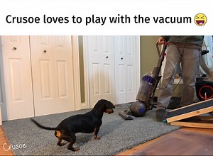 "Hey, at least it makes Dad's chores more entertaining! ;)" ~ Crusoe | Crusoe the Celebrity Dachshund