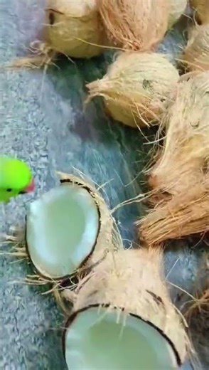 When the parrot comes to eat the coconut, it's fun.😂🦜pattu #parrot #talkingparot
