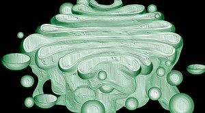 Complexo de Golgi, uma organela de múltiplas funções. Vídeo - Citologia