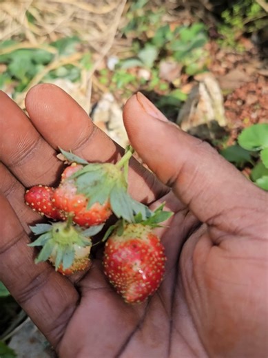 Grow Delicious Strawberries in Your Backyard Garden