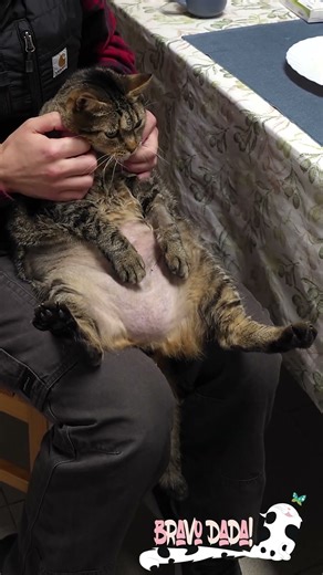 Look at This Beauty! 😻 Cute Kitty Cat Loves Getting Petted 🐾 Bravo Dada! #CatShorts #PettingCat #Cat