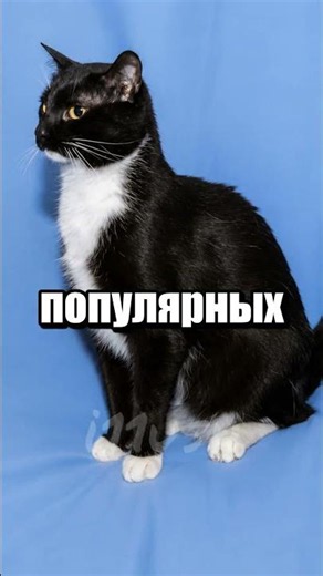 Cat Skin Tier List 🐱