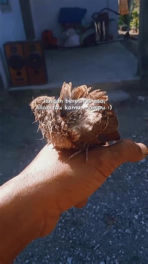 scorepass (@scorepass)’s videos with suara asli - scorepass