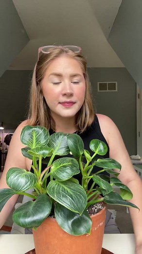 Philodendron Birkin Propagation Guide | Plant Parent Tips