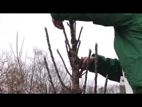 Obst-Säulenbäume schneiden