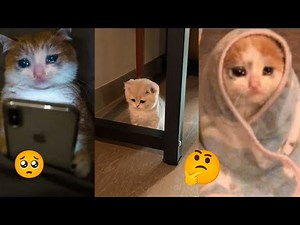 😩Heartbreaking Moments When Animals Cry:😭Try Not to Cry Challenge