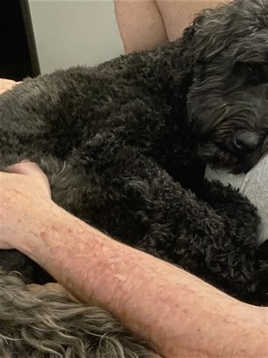 #therapydog #Whoodlewisdom #Maxisms